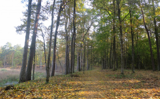 35_Nevėžio upės slėnio pažintinis takas_3 (2).jpg